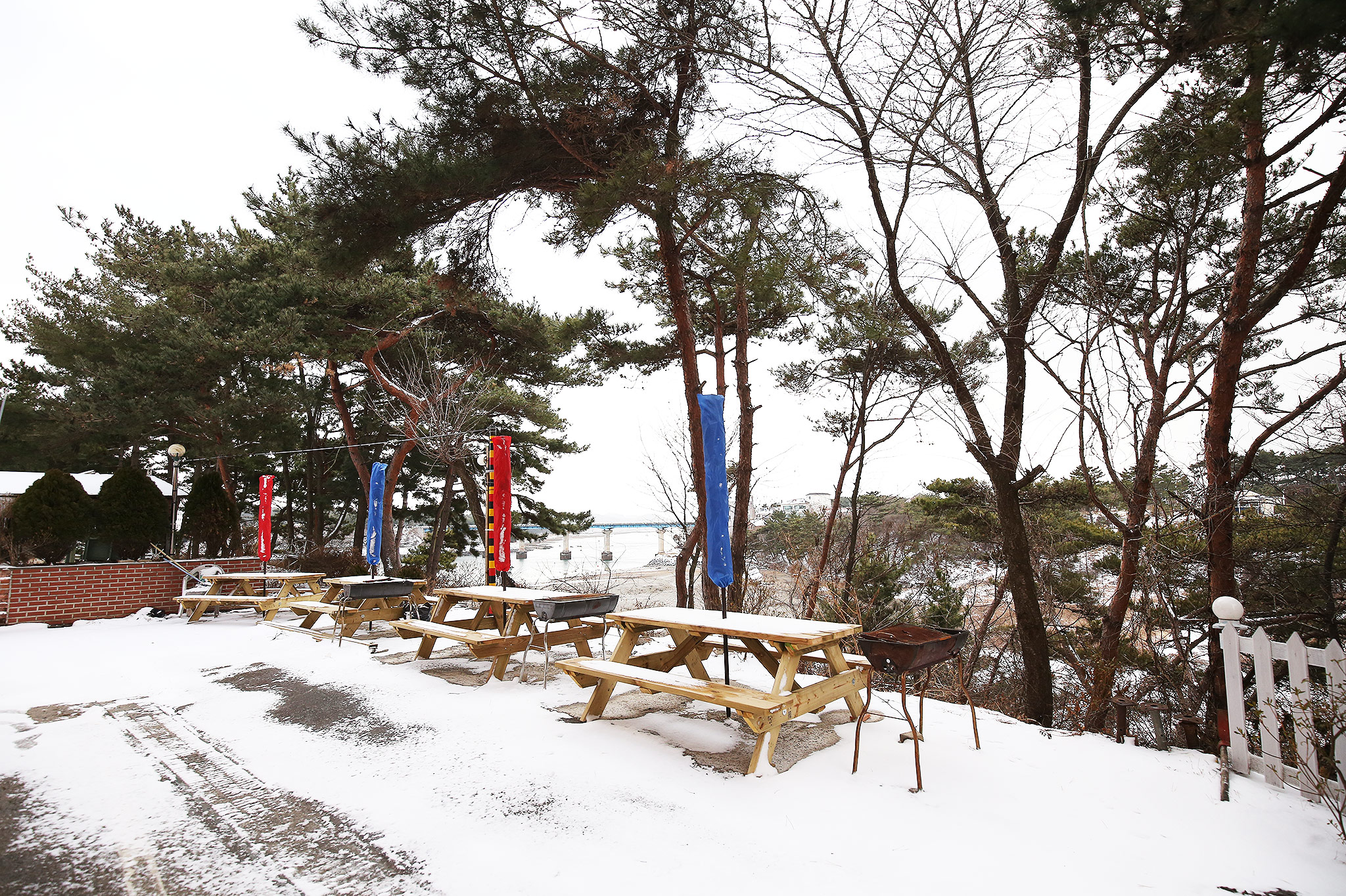 안면도 해송 사진