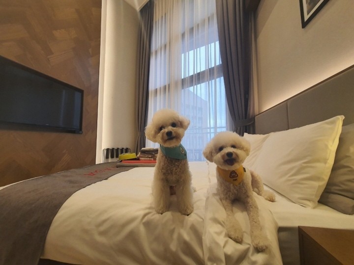  펫과함께 체크인 펫스탠다드 더블