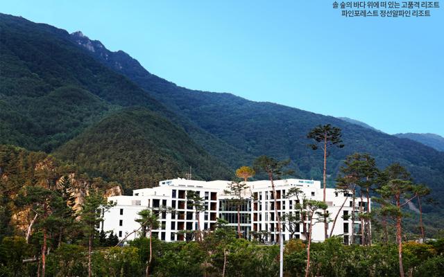 파인포레스트 정선 알파인리조트