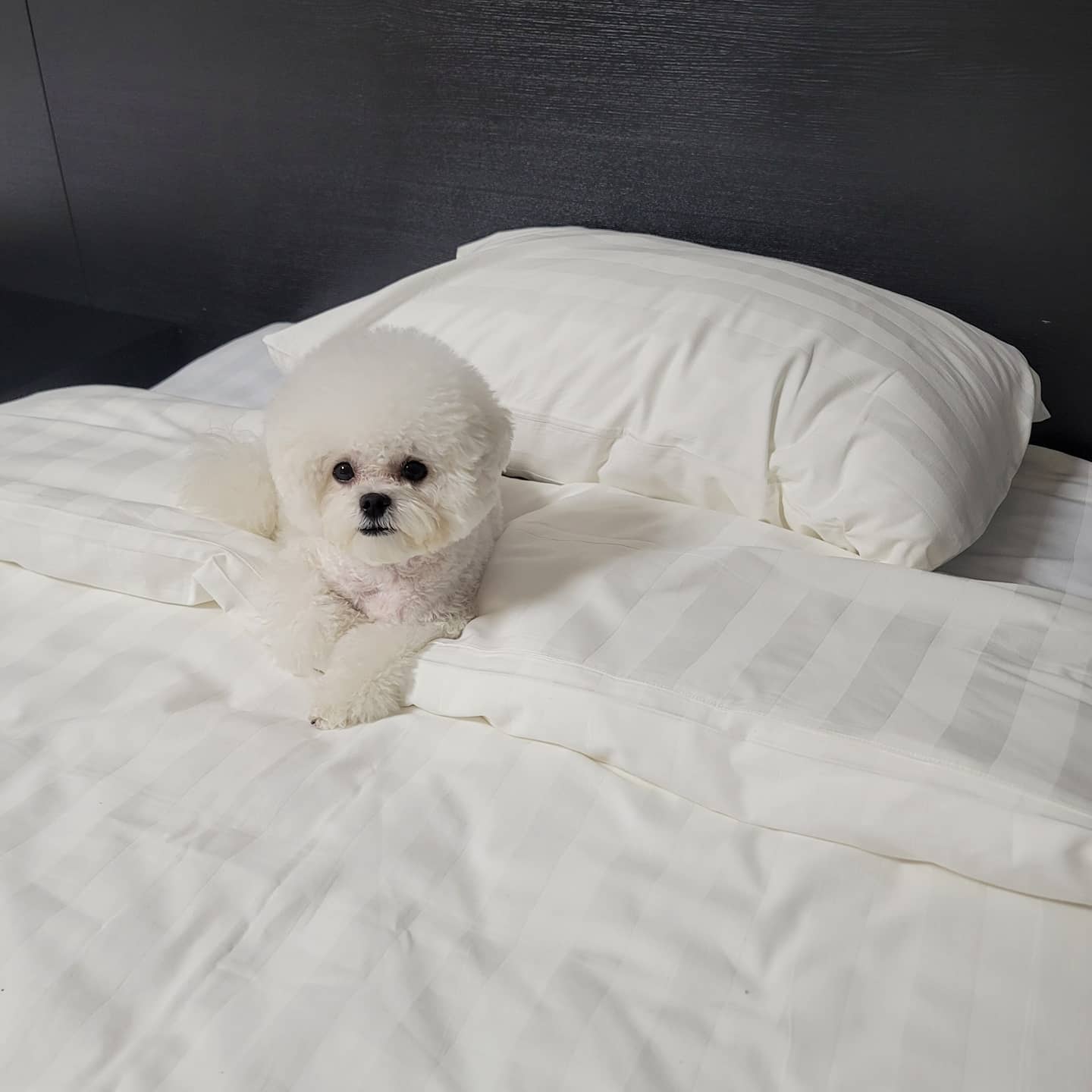 디럭스 트윈 (반려견 동반)