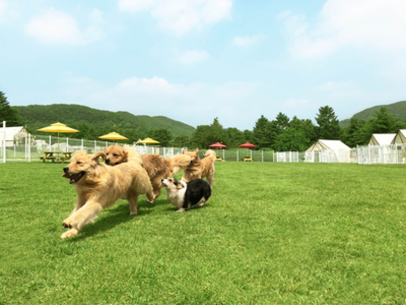 용인 골드펫리조트