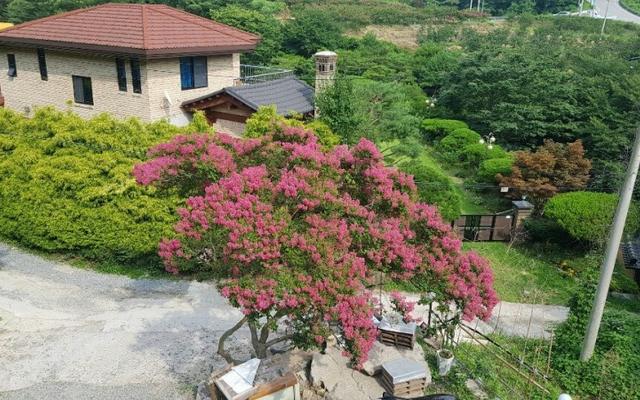 장성 백일홍펜션 사진