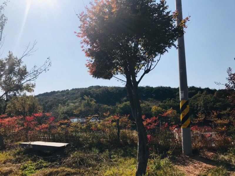 부여 진달래관광농원펜션 사진