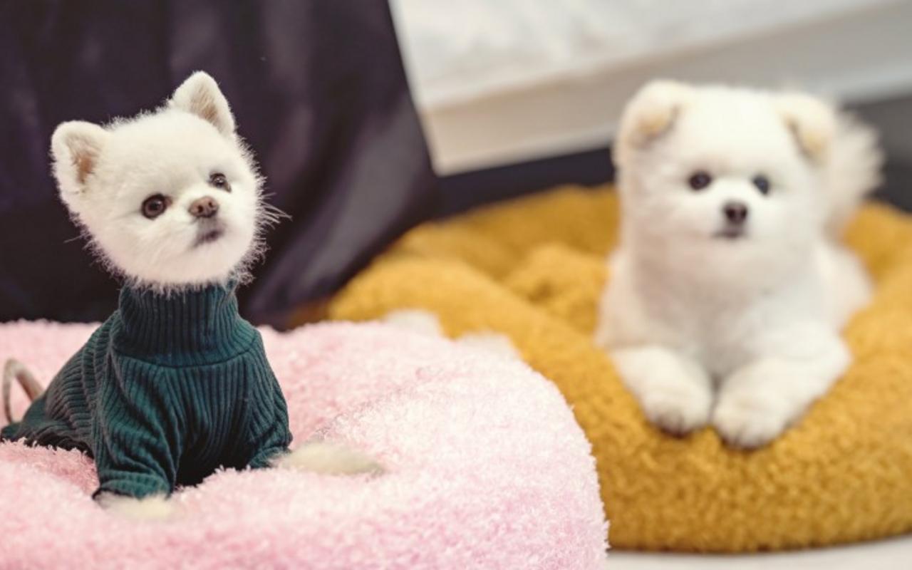 가평 모나코애견풀빌라펜션 사진