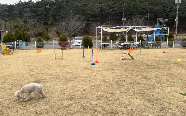 라라랜드 애견풀빌라 사진 3