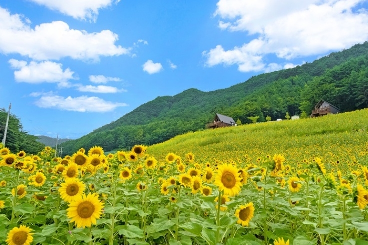 https://yaimg.yanolja.com/v5/2025/04/19/18/6803e7b9965b92.08140900.jpg