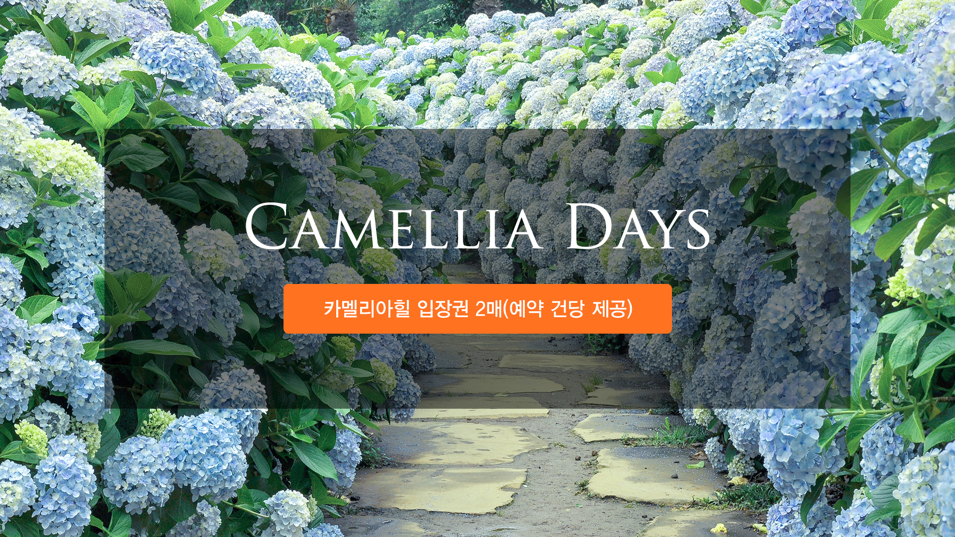  Camellia Days  스탠다드 트윈
