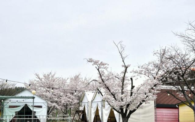 영천 솔롱고글램핑펜션