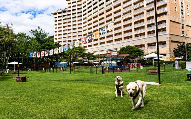 소노펫 비발디파크
