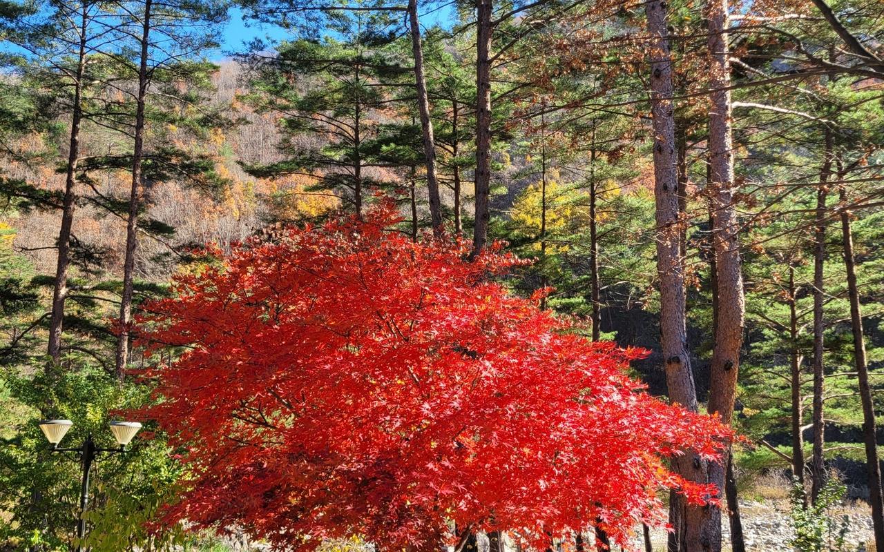 양양 우니메이카(양양) 사진