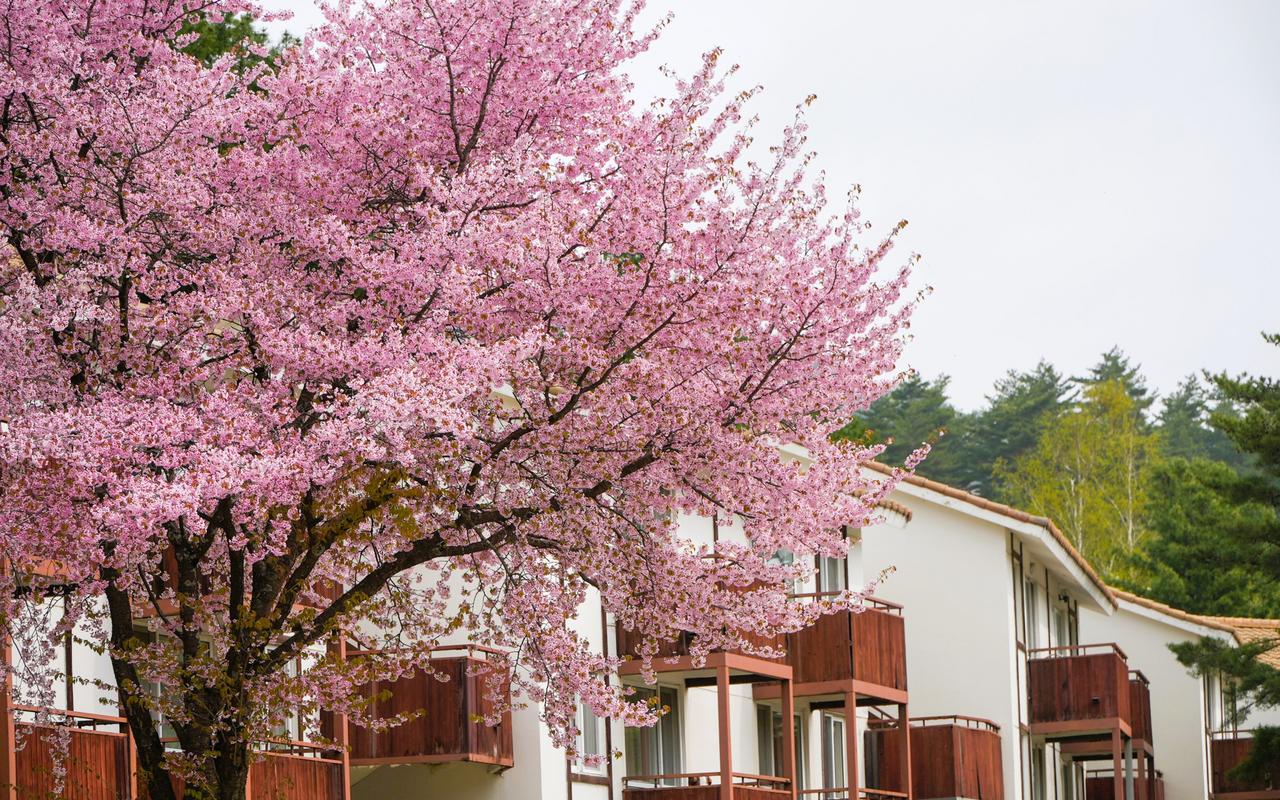 Yongpyong Resort 사진 2