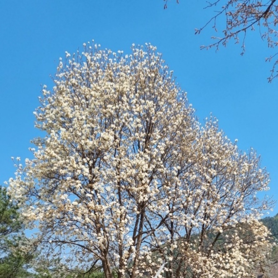 https://yaimg.yanolja.com/v5/2026/04/02/05/69ce0554cef758.76911605.jpg