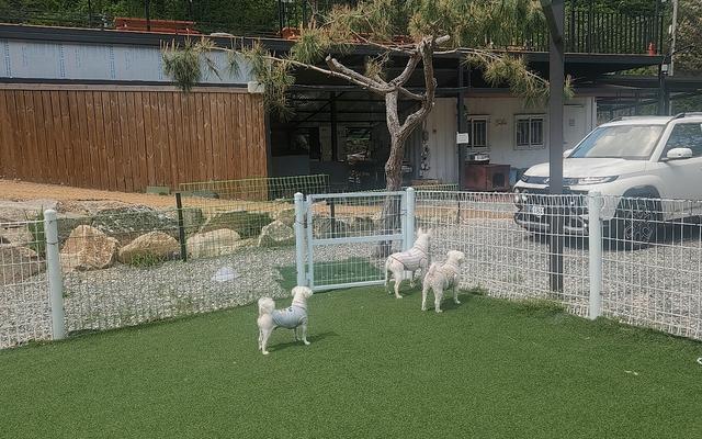 포시즌밸리 애견펜션 사진 3