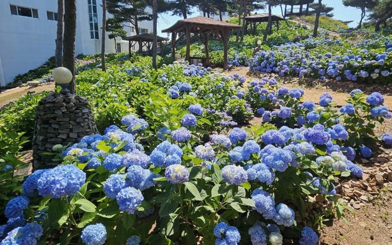 보령(대천) 환상의바다 리조트 사진